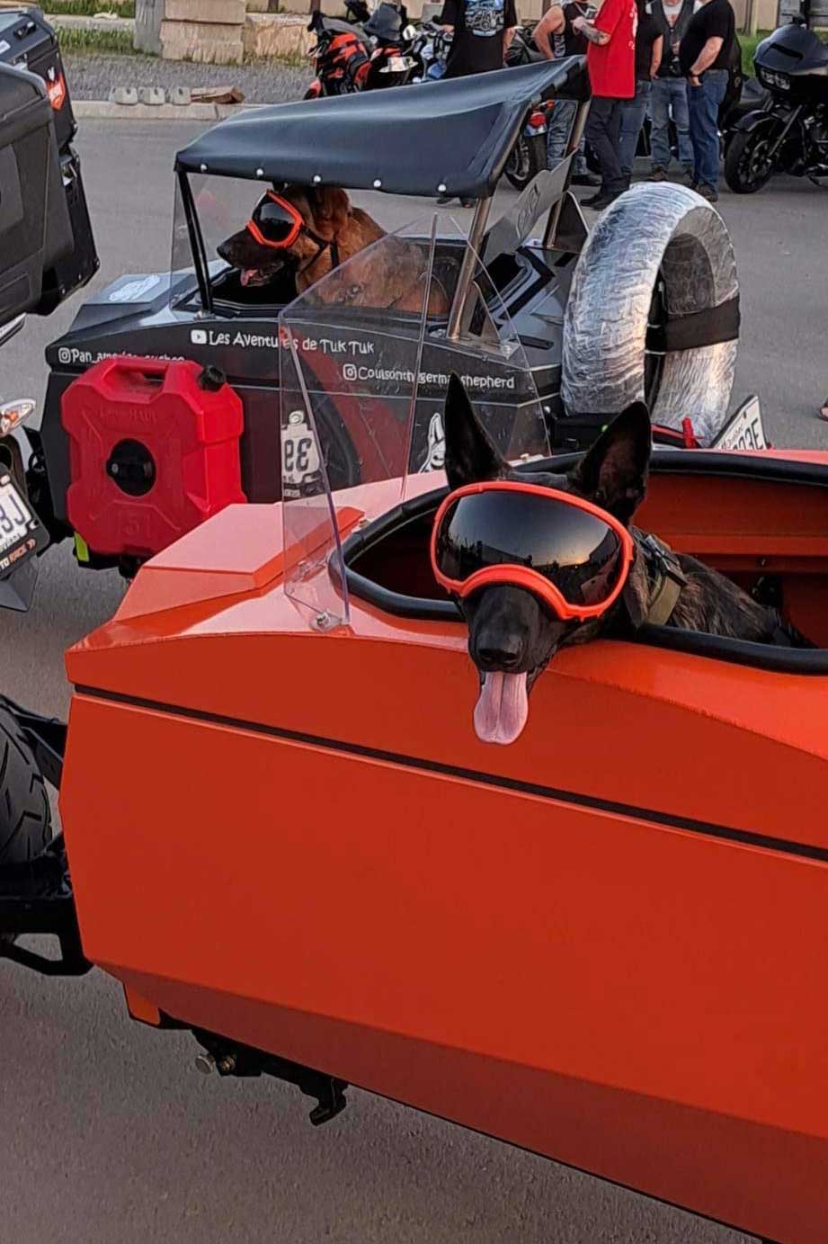 Motorcycle trailer dog carrier - Remorque pour moto